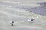 Gulls On Ice_11439